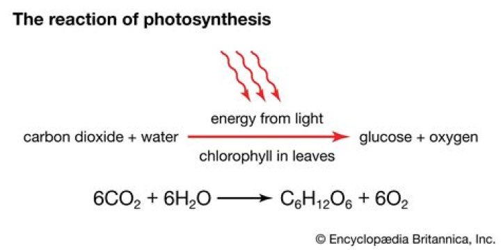 What is the overall reaction for photosynthesis