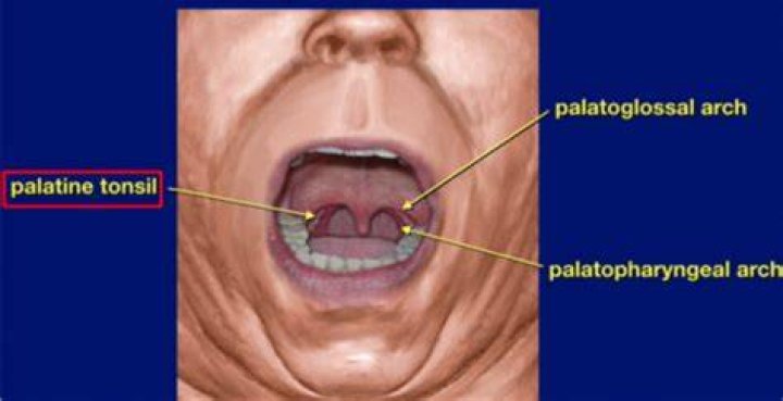 What is the Palatopharyngeal Arch