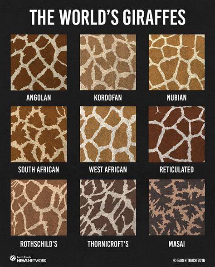 What is the pattern on a giraffe called