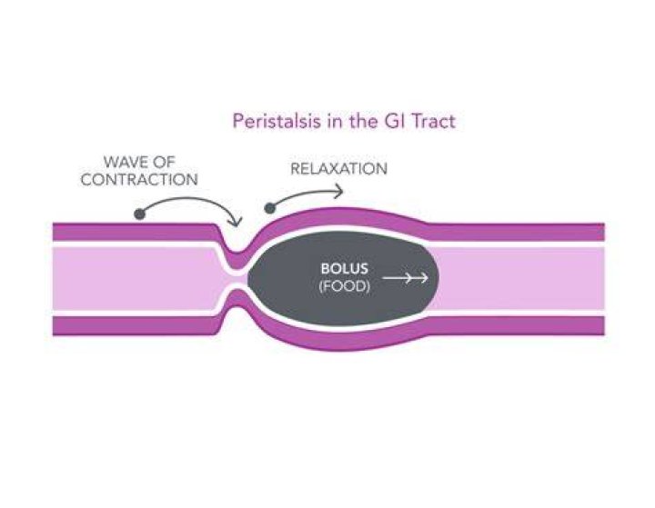 What is the peristalsis and why is it important