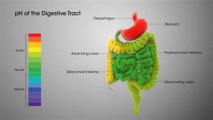 What is the pH within the small intestine