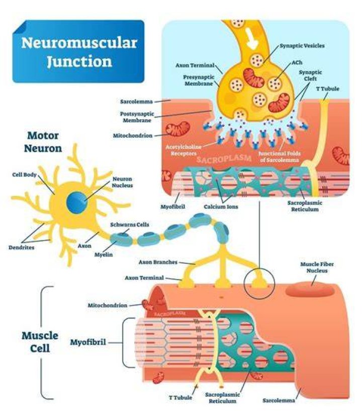 What is the process of neuromuscular junction