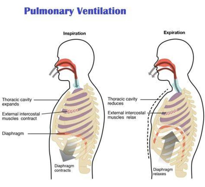 What is the pulmonary ventilation