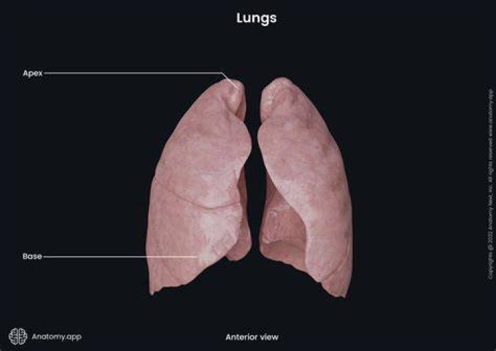 What is the right lung apex