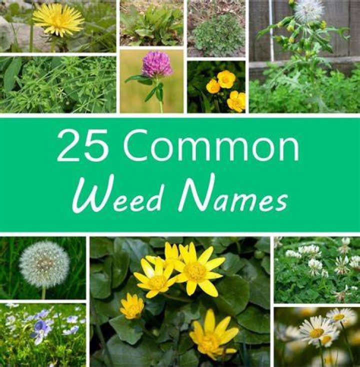 What is the scientific name of weeds