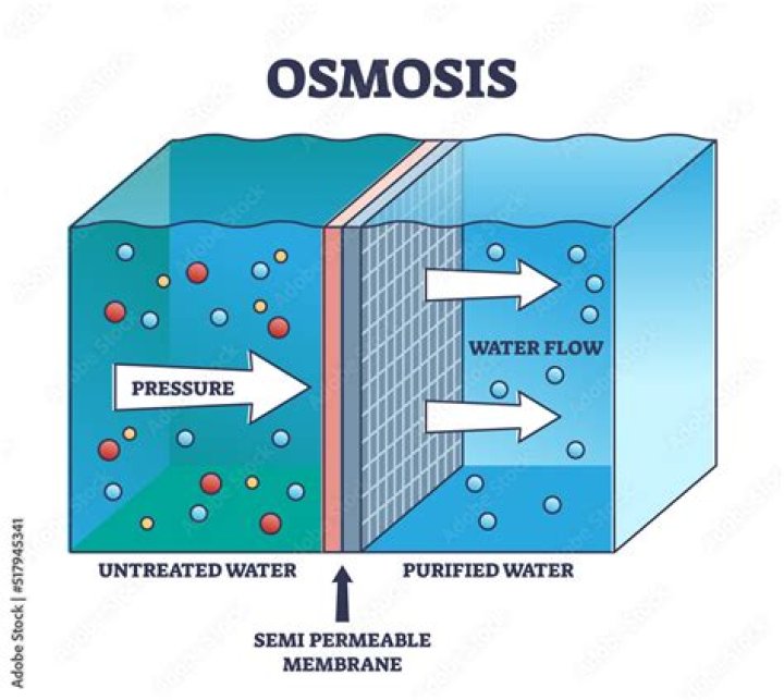 What is the semi permeable membrane in osmosis