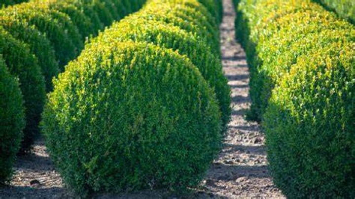 What is the smallest boxwood variety