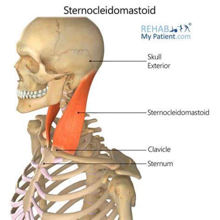 What is the Sternocleidomastoid responsible for