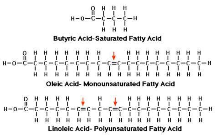 What is the structural difference between saturated monounsaturated and polyunsaturated fats