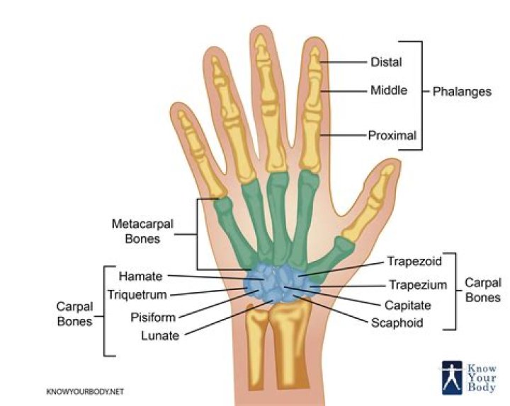 What is the structure of the hand