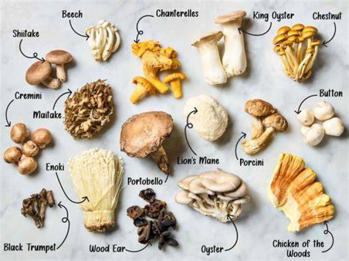 What is the use of mushroom