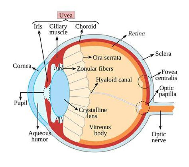What is the uvea in the eye