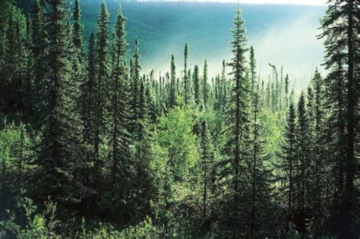 What is the weather like in the coniferous forest