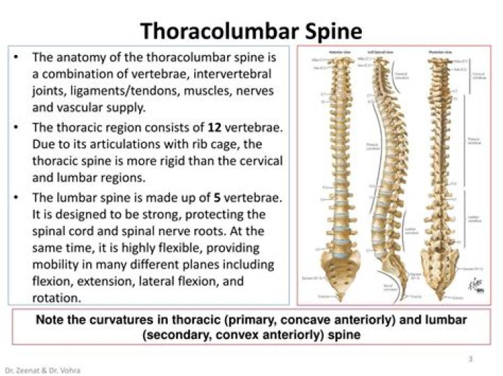 What is thoracolumbar junction