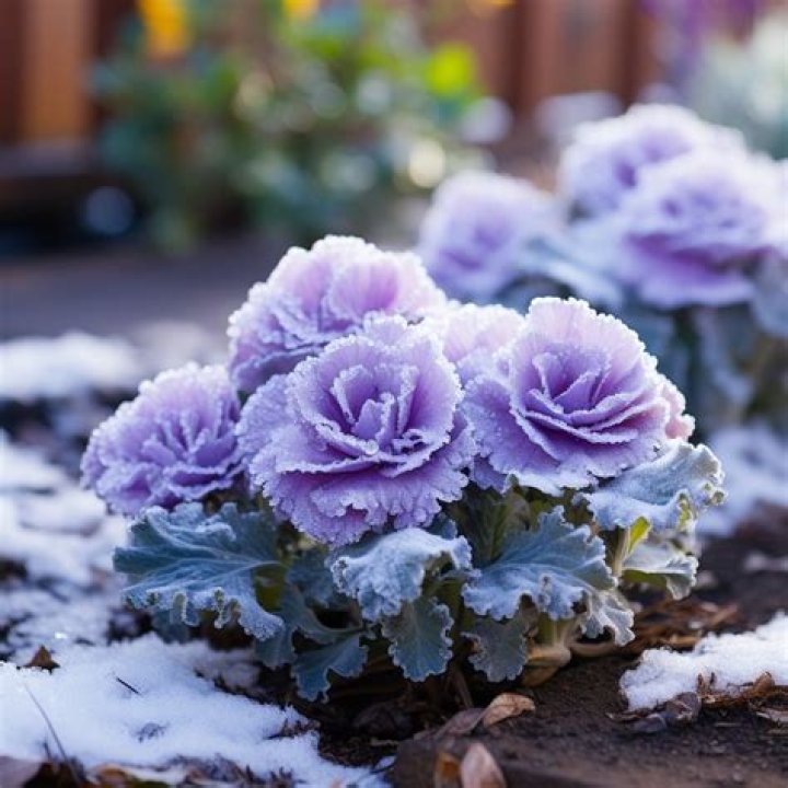 What is too cold to plant flowers