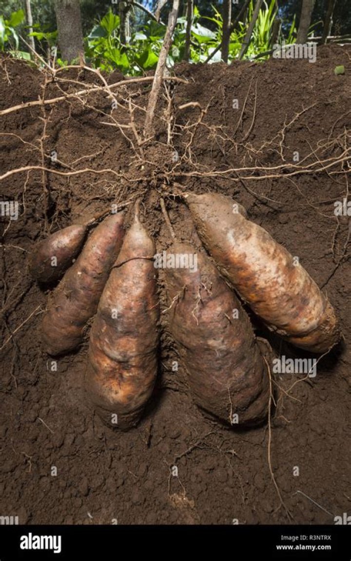 What is tuber of yam