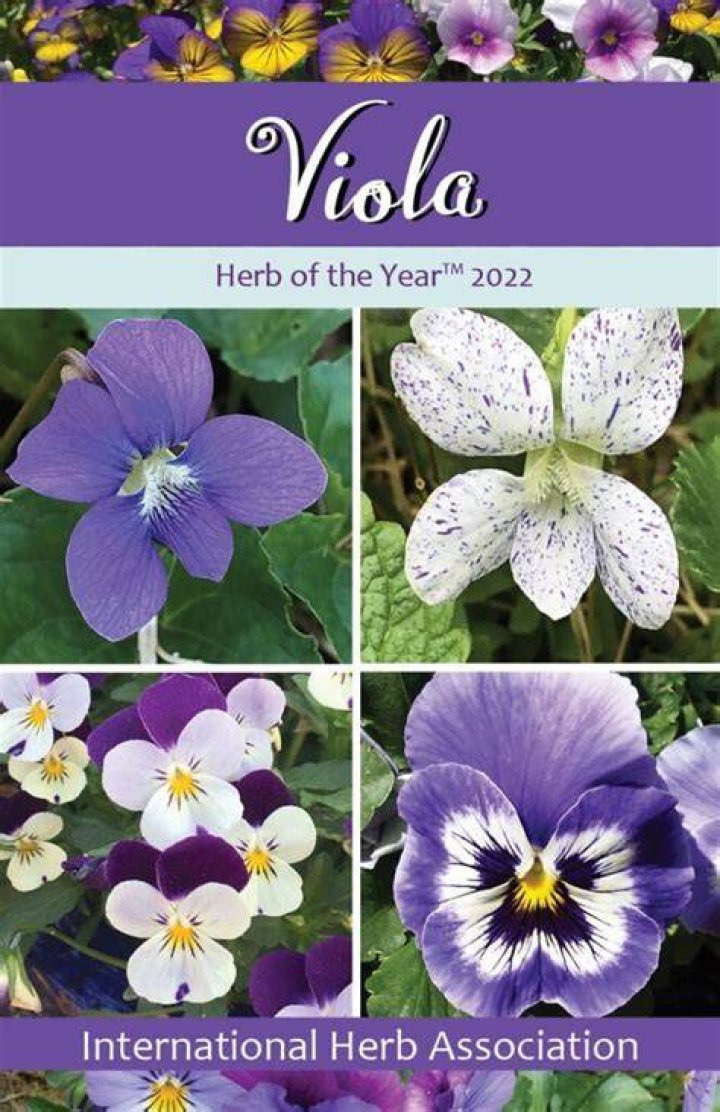 What is Viola herb