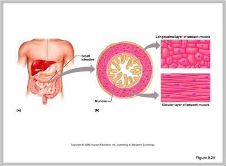 What is visceral smooth muscle