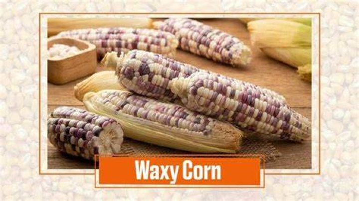What is waxy maize used for