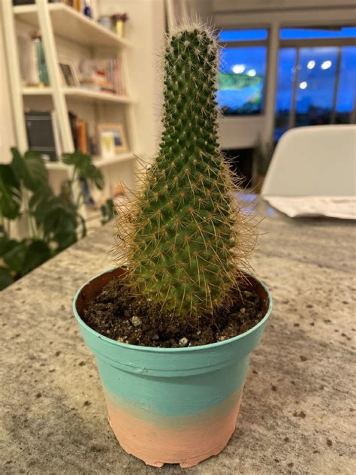 What is wrong with my cactus