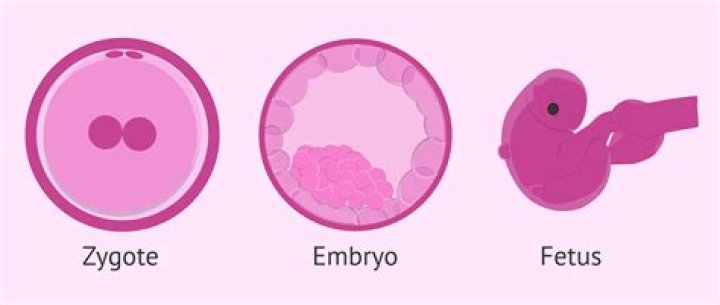 What is zygote and embryo