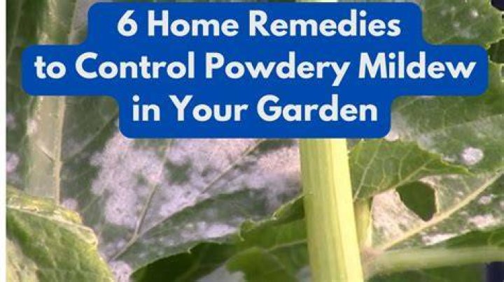 What kills sooty mildew