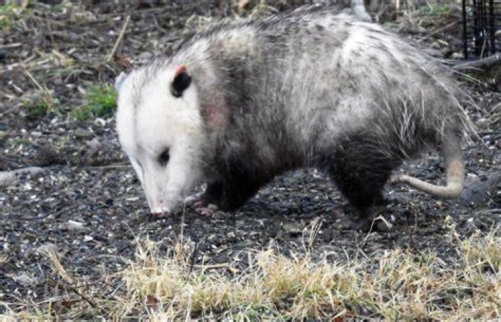 What kind of animal kills a possum