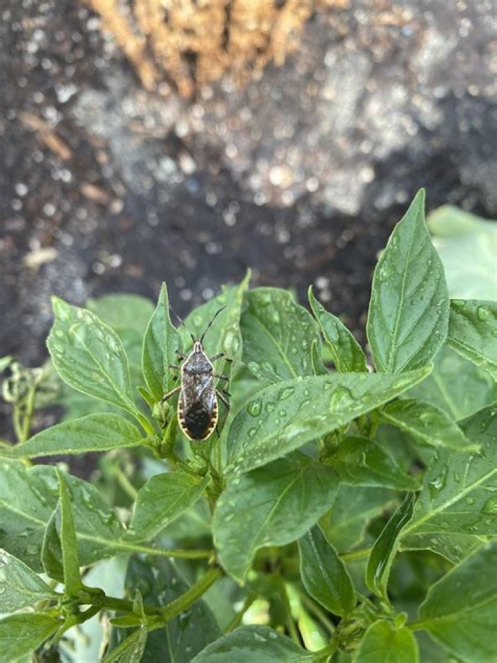 What kind of bug looks like a sunflower seed