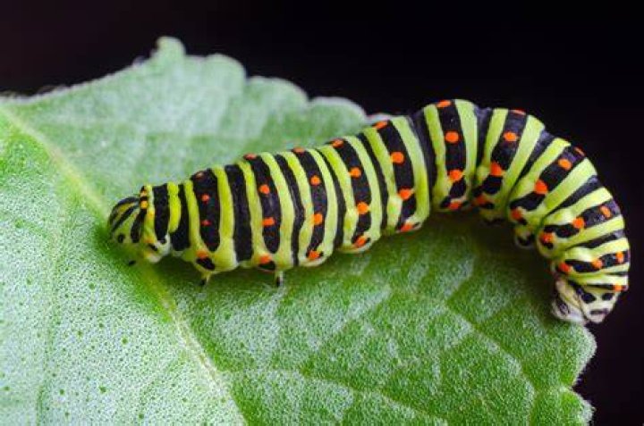 What kind of caterpillar is lime green