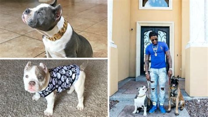 What kind of dog is Blanco from CJ so cool