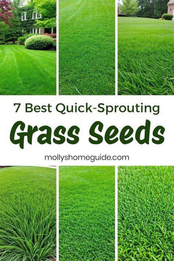 What kind of grass grows fast