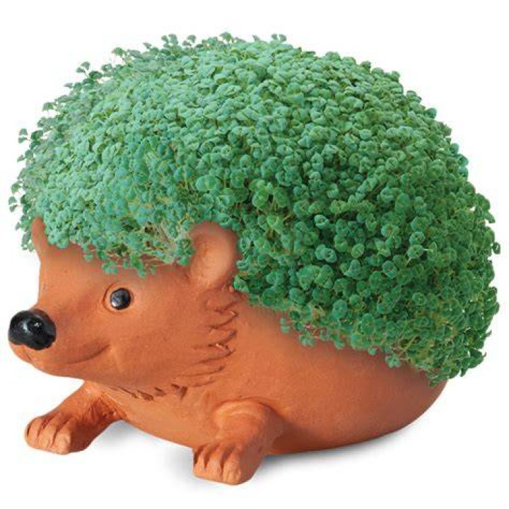 What kind of grass is a Chia Pet