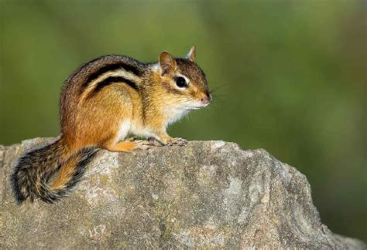 What kind of mammal is a chipmunk