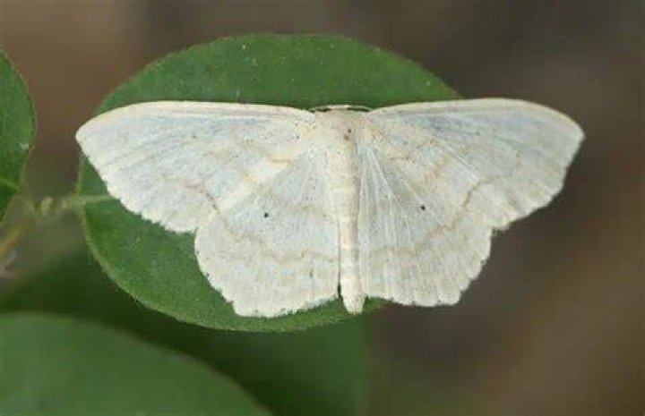 What kind of moths are white