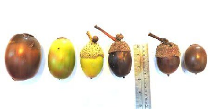 What kind of nut is an acorn