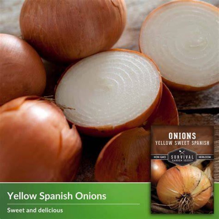 What kind of onion is a Spanish onion