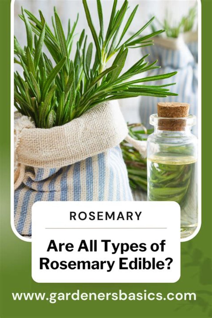What kind of rosemary is edible