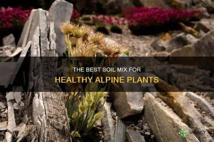 What kind of soil do alpine plants like