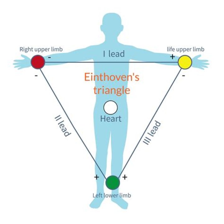 What leads Makeup The einthovens triangle