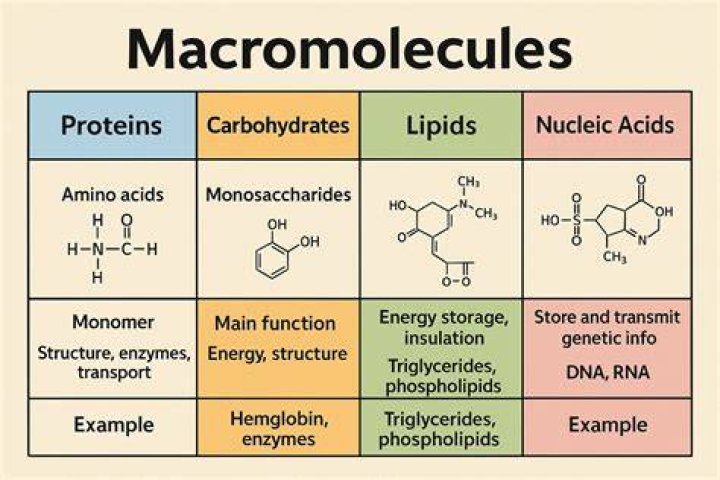 What macromolecules have hydroxyl groups