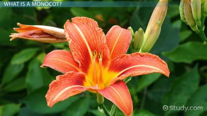 What makes a flower a Monocot