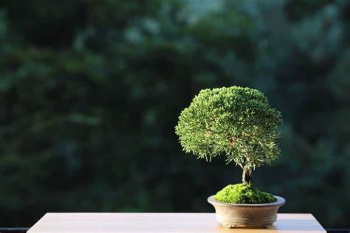 What makes bonsai small