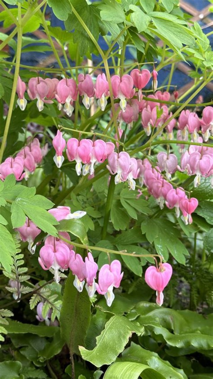 What month do bleeding hearts bloom