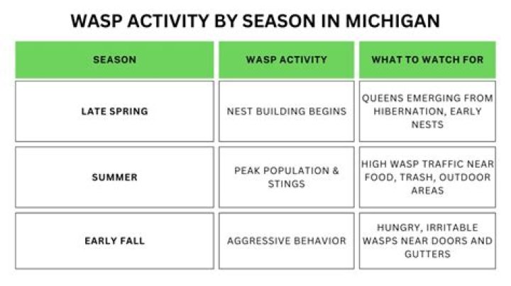 What months are wasps most active