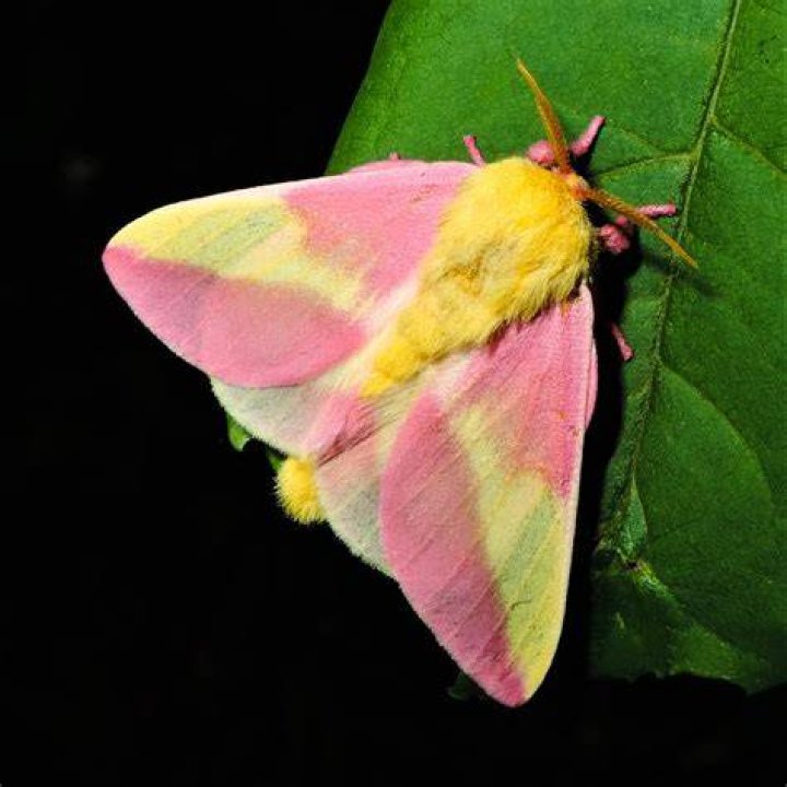 What moth is pink and yellow