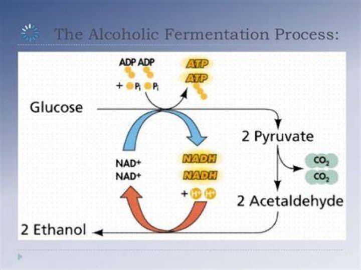 What organisms go through alcoholic fermentation