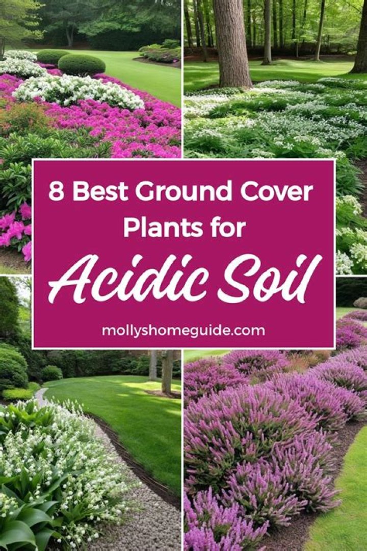 What plants are good for acidic soil