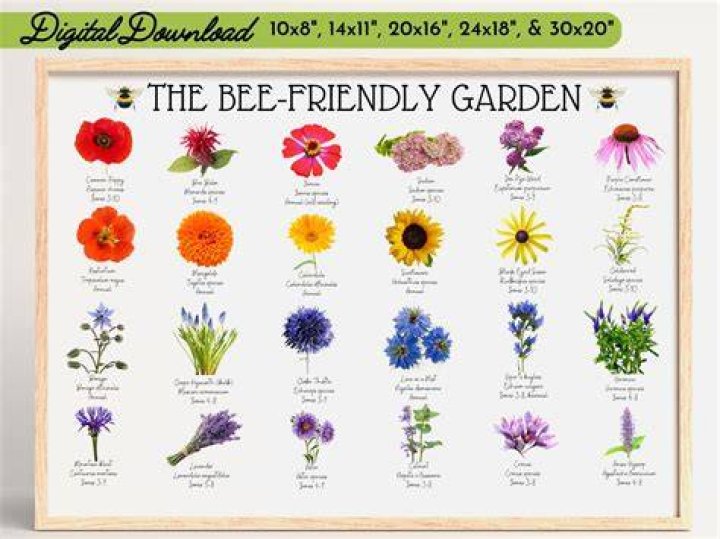What plants do bees like NZ