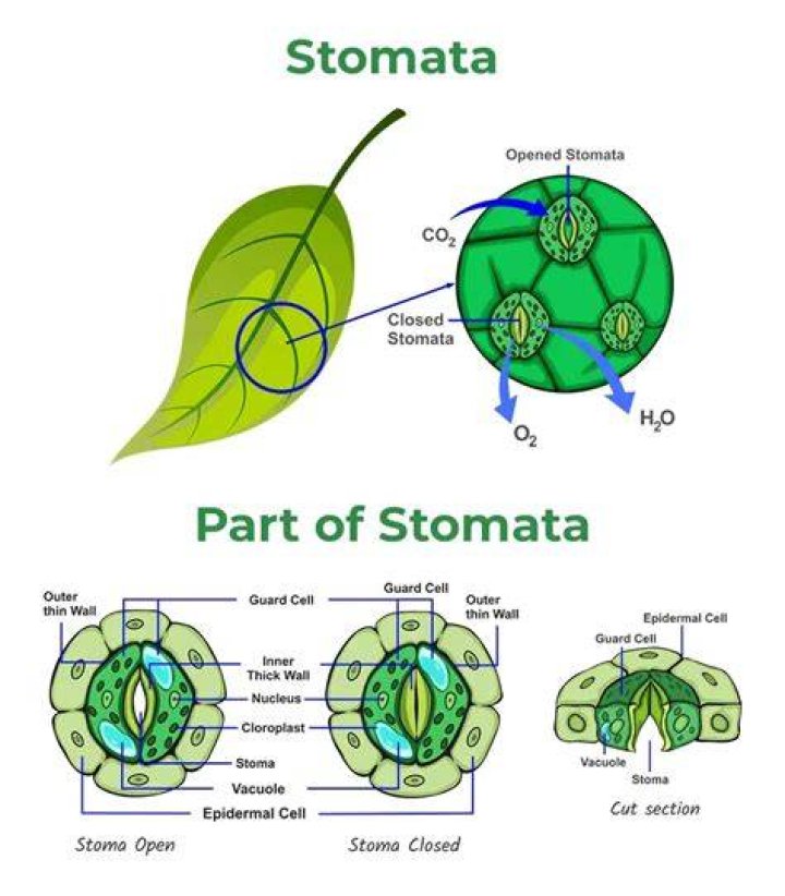 What plants dont have stomata