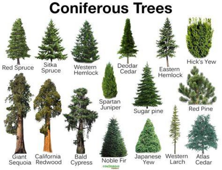 What plants live in a coniferous forest
